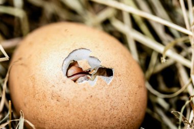 Hatching Chicks from Egg. Close shot with bokeh effect