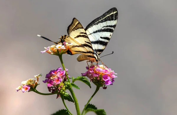 Beautiful Elegant Scarce Swallowtail Bokeh Effect — Stock Photo, Image