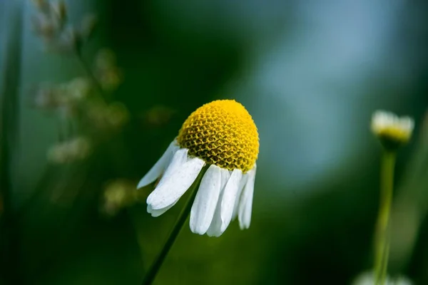 Beautiful Elegant Chamomile Flower Bokeh Effect — 스톡 사진