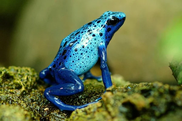 Знімок Blue Poison Dart Frog Терраріумі Ефект Боке — стокове фото