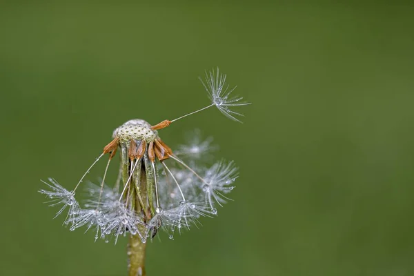 Rain Drops on Dandelion Flying Seeds in Tropical Day. Bokeh shot