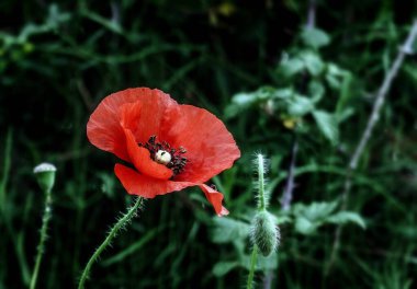 Beautiful Red Poppy flower in a Garden. Bokeh shot