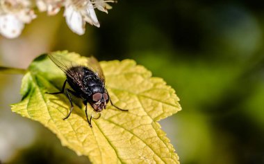Bluebottle Calliphoridae with Yellow Leaf. Bokeh shot