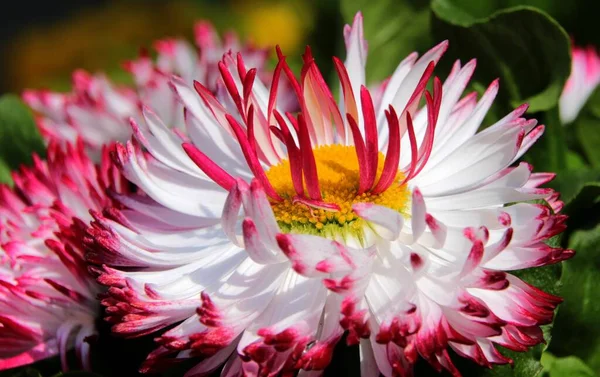 Natural beauty of Daisy Flower in Morning Bokeh shot