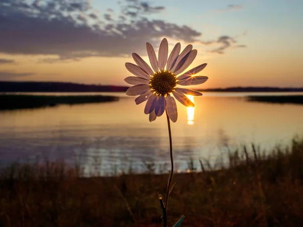 Sun Set kissed Flower in River Bank