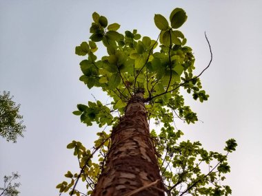 The beautiful design of the branches and the leaves