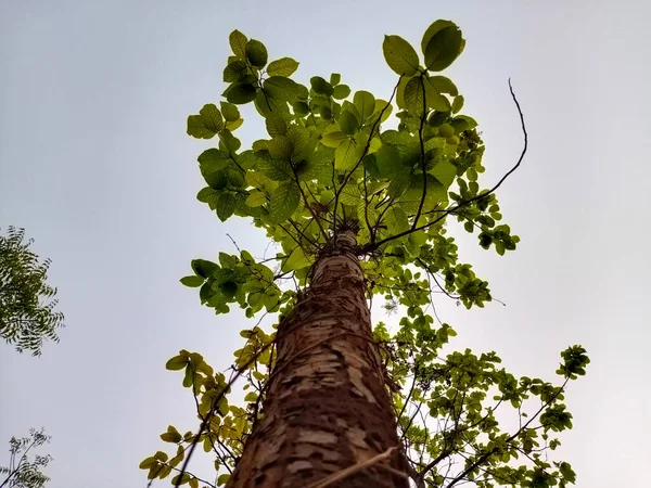 The beautiful design of the branches and the leaves