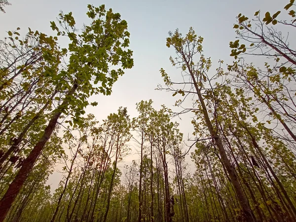 The scenetic view and the beauty of the trees