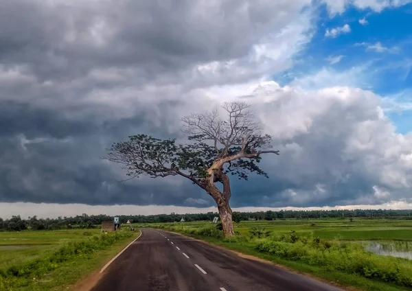The wonderful view of the tree and the road