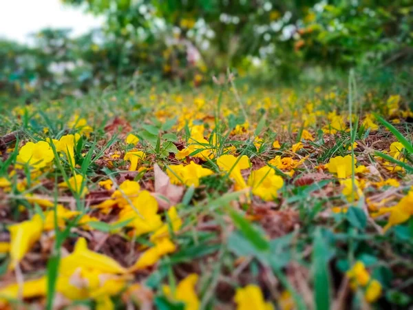 A beautiful flower way with beauty