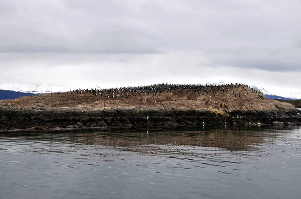 Group Penguins Bird Island Les Claireurs Lighthouse Ushuaia End World — Fotografia de Stock