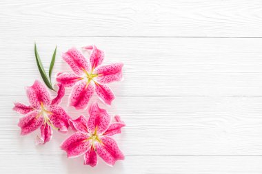 Pembe zambak çiçekleri, çiçek desenli arka plan