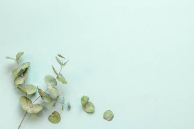 Okaliptüs yaprakları ve dallar düz yatıyordu.