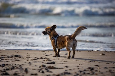 Köpek sahilde koşuyor.
