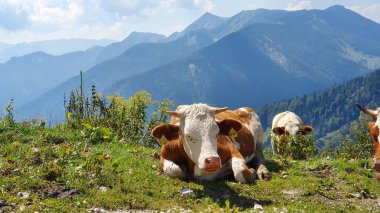 Kuehe im Sommer auf der Alm