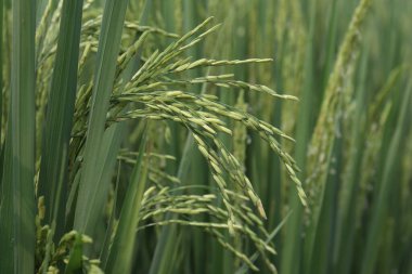 Paddy (rice) close up in the farm