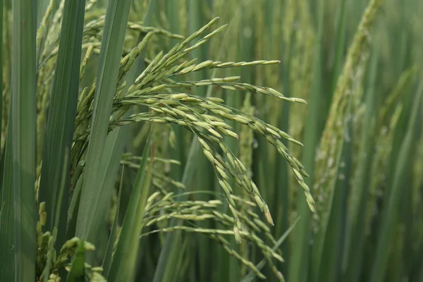 Paddy (rice) close up in the farm