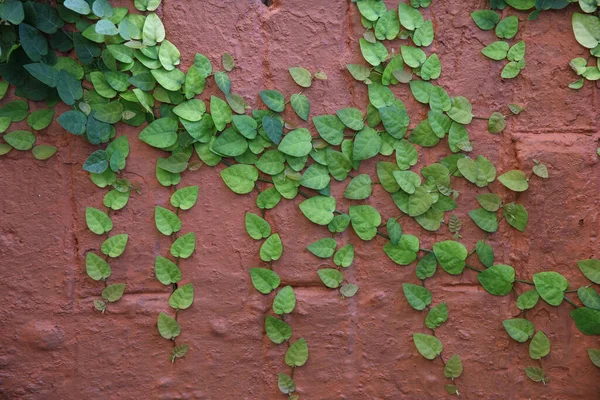 Folhas Textura Parede — Fotografia de Stock