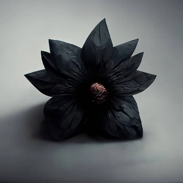 black flower illustration art