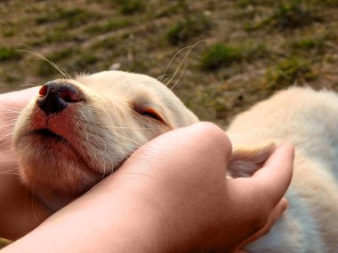 Adorable labrador puppy in hands, human best friend