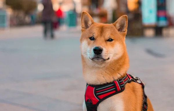Shiba Inu Dog Portrait On The Street