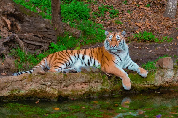 Resting Tiger River Beautiful Green Background High Quality Photo — Stockfoto