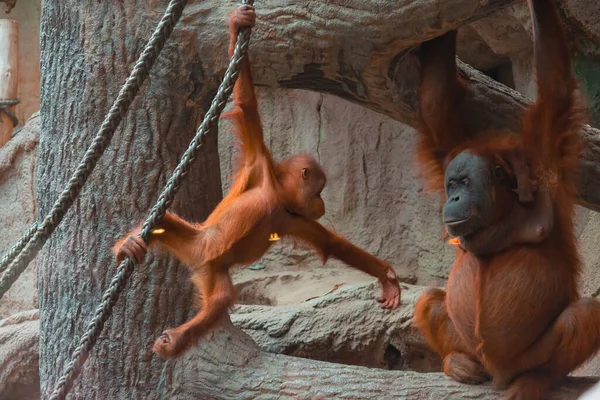 Baby Orangutan Her Parent Playing Together High Quality Photo — Stok fotoğraf
