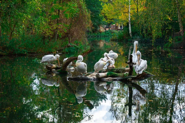 Pelicans Resting Tree Branch Water High Quality Photo — Stockfoto