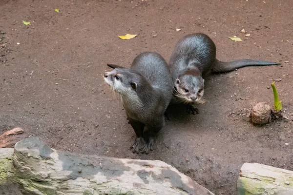 Pair River Otters Sand Background High Quality Photo — Zdjęcie stockowe