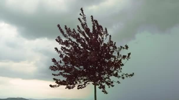 Dark Purple Tree Windy Wheath Высококачественные Кадры — стоковое видео