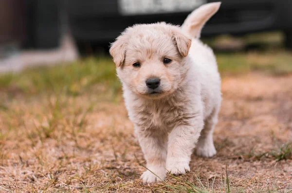 labrador puppy dog walking on the field. High quality photo