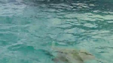 Turtle In Zakynthos Island Greece. High quality 4k footage