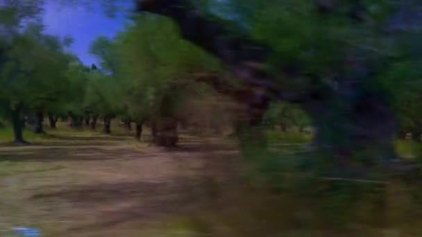Fabulous Olives Tree Zakynthos High Quality Footage — Vídeos de Stock