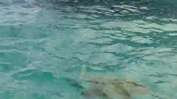 Turtle Zakynthos Island Greece High Quality Footage — Vídeo de Stock