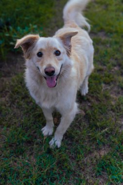 Cute puppy Golden Retriever Looking You - Grass background. High quality photo