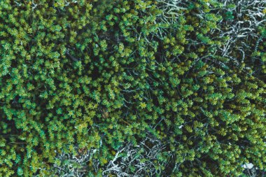 Beautiful Green Vegetation Texture Background. High quality photo