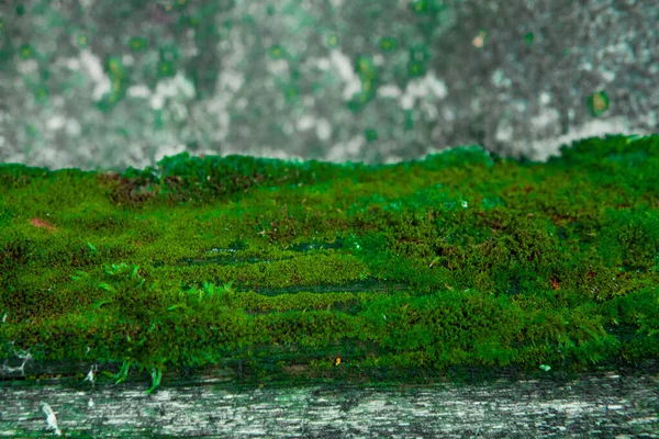 Saturated Green Moss On Wood Texture. High quality photo