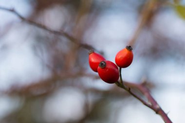 Red Rosehip with blurry background, autumn season. High quality photo