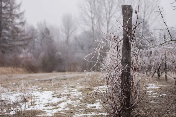 Frozen vineyard In Winter with grape plant, beautiful trees. High quality photo