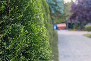 Green hedge of thuja trees with beautiful yard. High quality photo