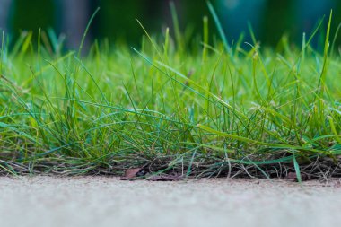 Close up Nature green grass in the yard, . High quality photo