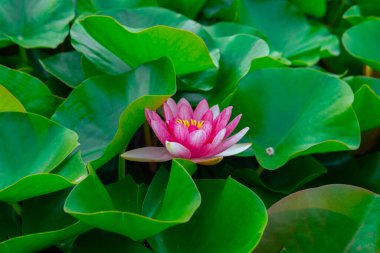 Beautiful little lotus flower or Water lily. High quality photo