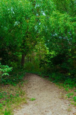 beautiful green trees and grass in the arboretum. High quality photo