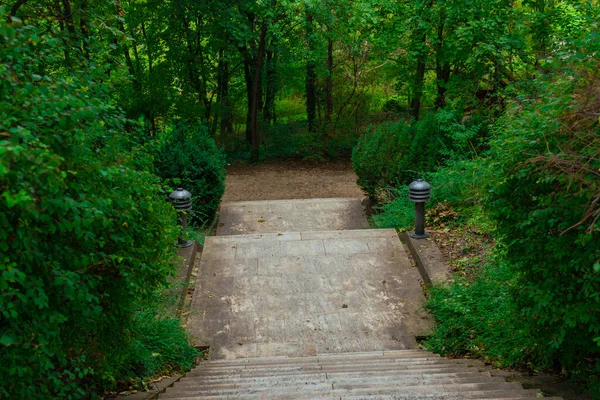 Forest Road, beautiful green trees and grass in the arboretum. High quality photo