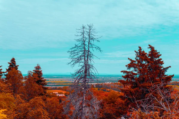 Red- orange Forest Landscape with Artifical Colors . High quality photo