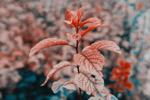 Artifical orange-teal color Plant with leafs, close up. High quality photo