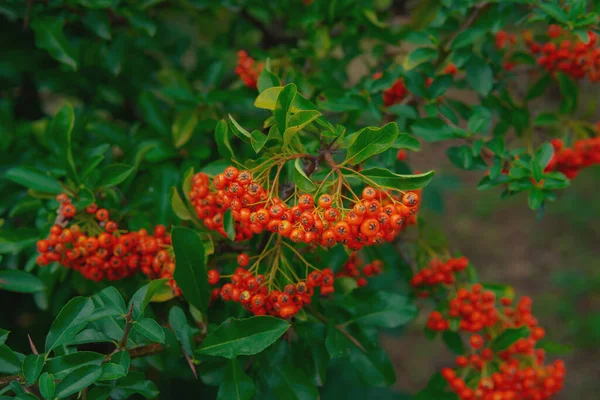 Heteromeles Arbutifolia Beautiful Autumn Botanics Green Leafs High Quality Photo — Φωτογραφία Αρχείου