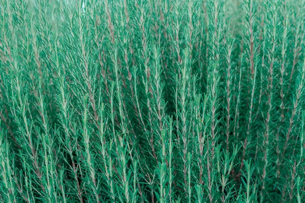 Artifical teal blue color herb texture, beautiful background. High quality photo