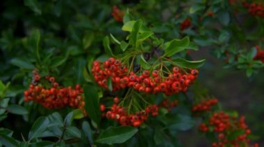 Heteromeles arbutifolia. Beautiful autumn botanics with green leafs . High quality photo