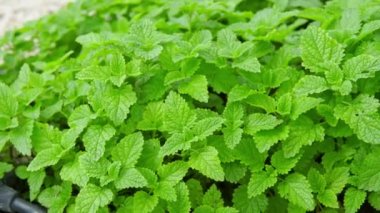 Lemon Grass, Green nature Vegetable Herb Background. High quality photo